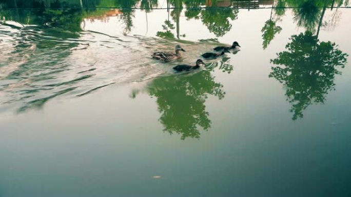 鸭子在运河中逆水流动