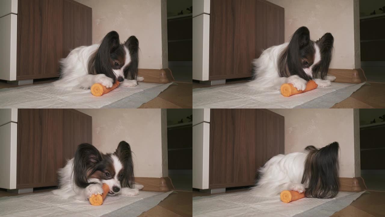 食欲不振的狗Papillon吃新鲜的生胡萝卜镜头视频
