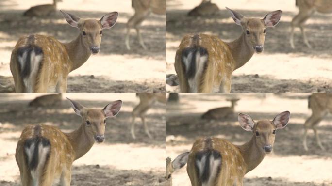 可爱的斑点小鹿在动物公园里看着相机。闭上尾巴，翘起梅花鹿。自然保护区野生森林动物