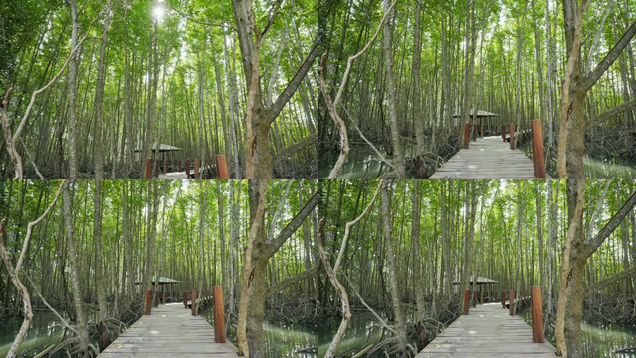 泰国罗勇府Tung proong Thong的红树林木桥的平移镜头
