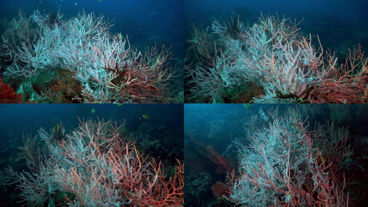 水下Ellisella Gorgonian海扇珊瑚的碳捕获系统