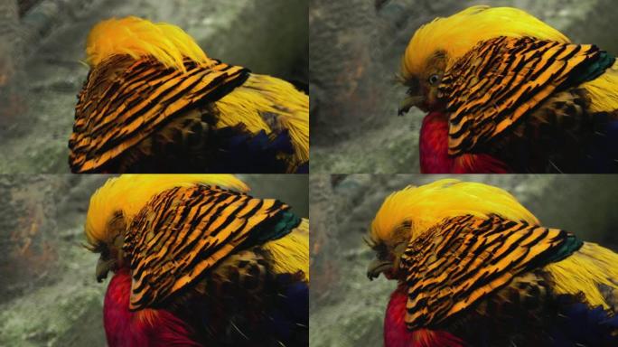 中国野鸡，在自然栖息地有红色和黄色的头，