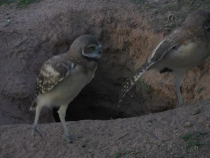 穴居猫头鹰齐头并进