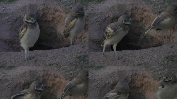 穴居猫头鹰齐头并进
