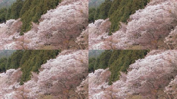 日本奈良吉野山樱花