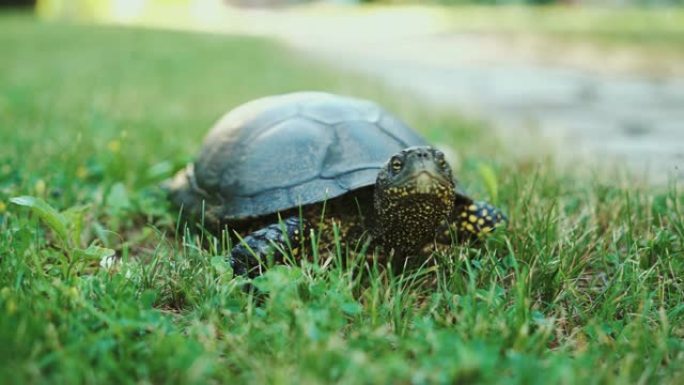 草地上的陆龟。