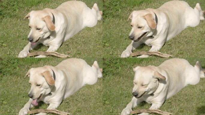 拉布拉多猎犬狗在玩它的狗