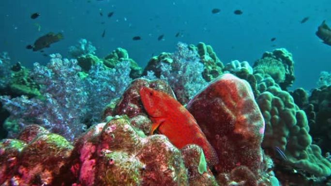生长在充满活力的珊瑚礁上的石斑鱼