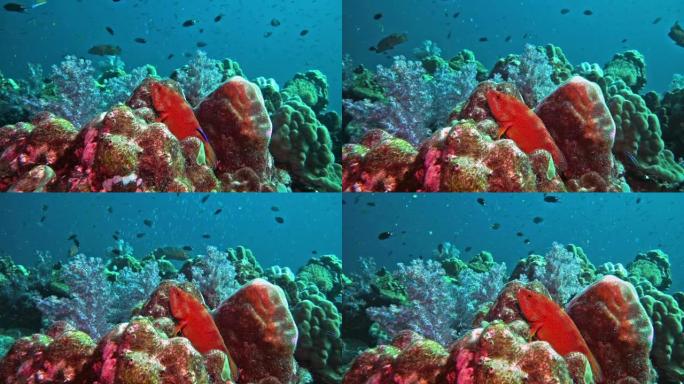 生长在充满活力的珊瑚礁上的石斑鱼