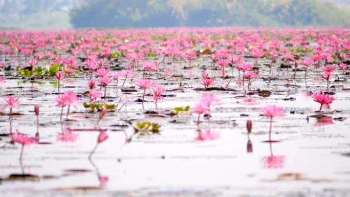 红莲花在沼泽中