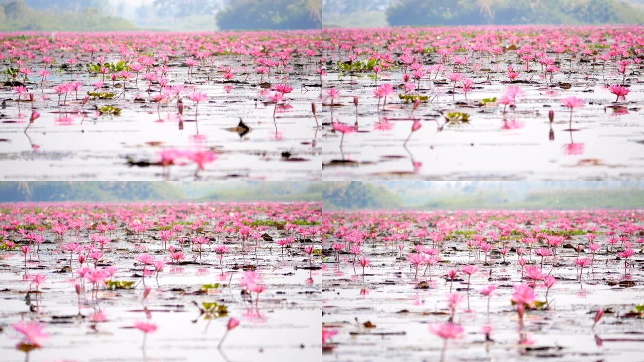 红莲花在沼泽中