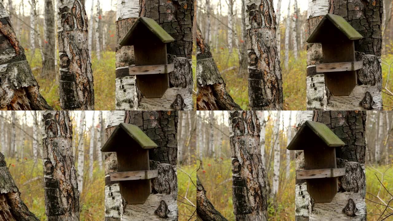 桦木上的木鸟屋