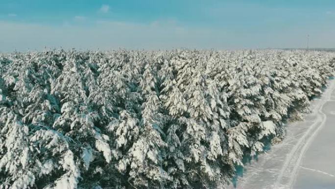 晴天冬季松林和雪路的鸟瞰图