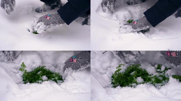 青少年从雪中挖出绿色苔藓