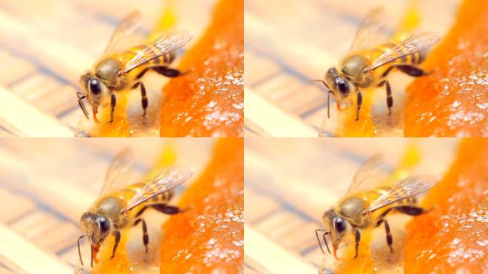 工作蜜蜂的特写在芒果果酱上找到花蜜
