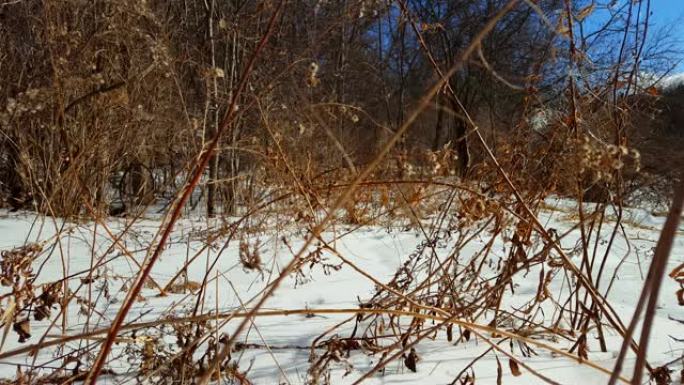 白雪皑皑的林场，风轻柔。背景为冬季森林的雪场。