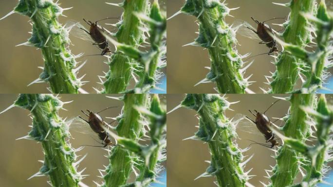 蓟茎上的蚜虫。