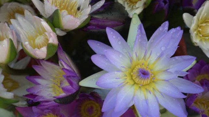 紫莲睡莲花组水生植物