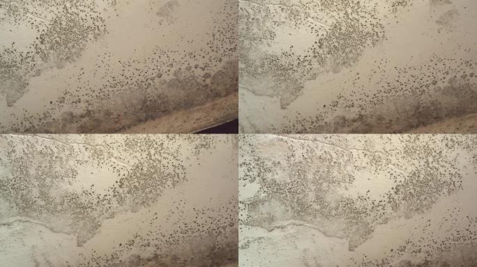 天花板上潮湿的房间里黑色霉菌的生长