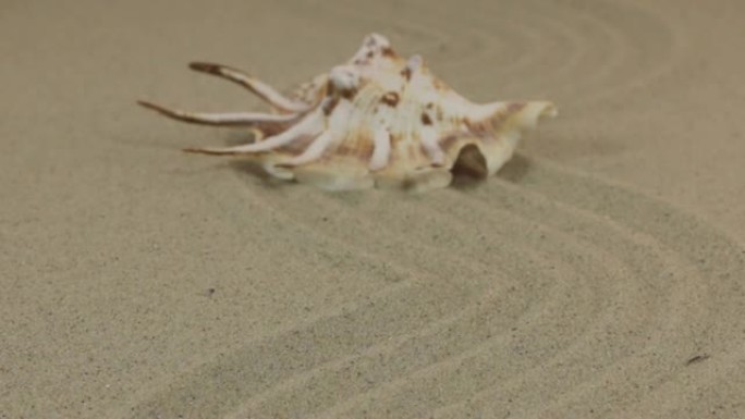 大约是一个美丽的黄色贝壳，躺在沙子制成的锯齿形上。