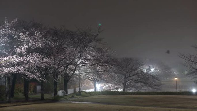 雨后东京公园里有雾的樱花早晨场景，鸟儿推特