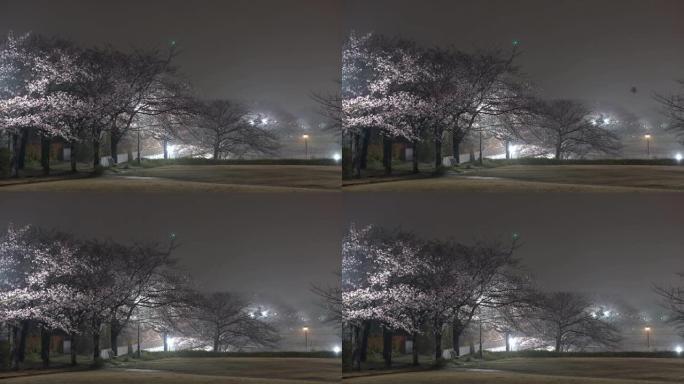 雨后东京公园里有雾的樱花早晨场景，鸟儿推特
