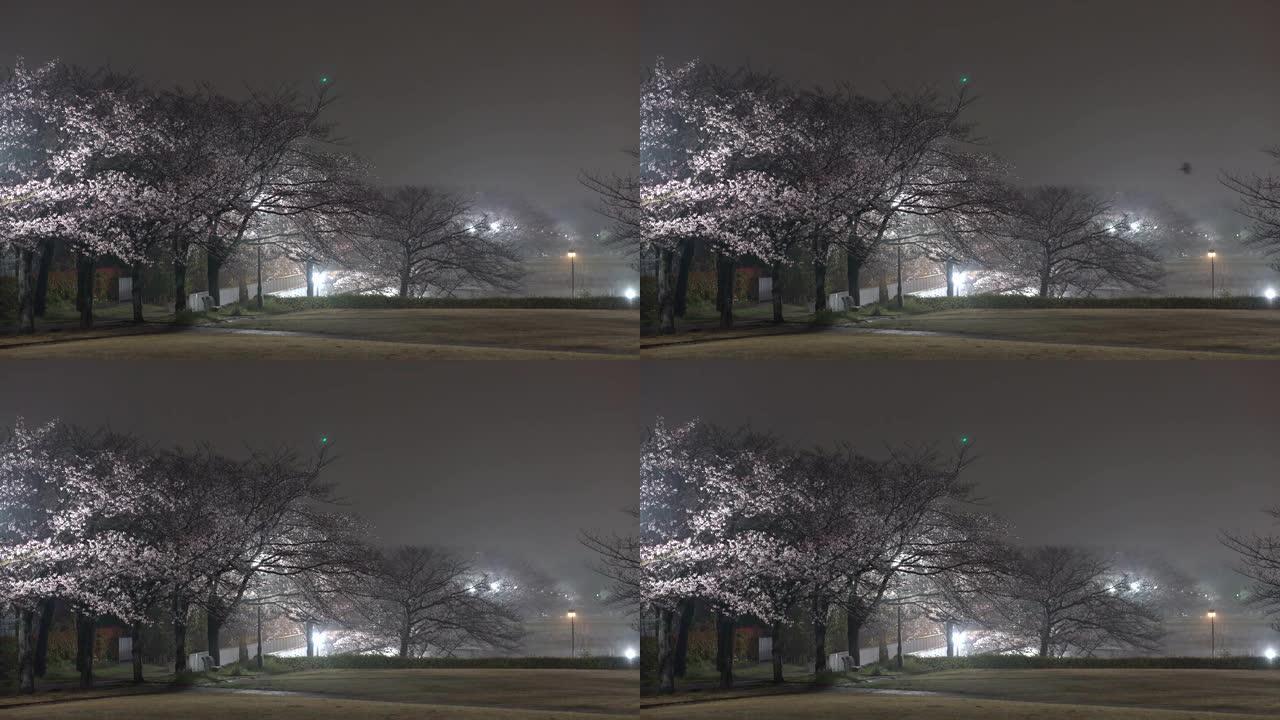 雨后东京公园里有雾的樱花早晨场景，鸟儿推特