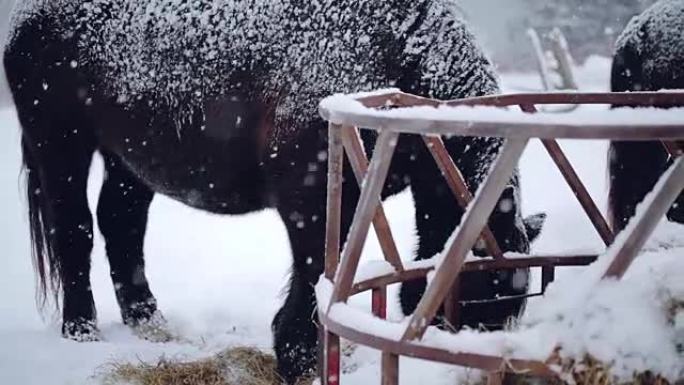 冬季暴风雪期间吃干草的马