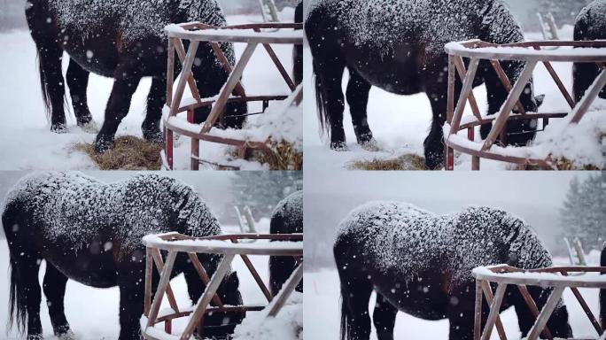 冬季暴风雪期间吃干草的马