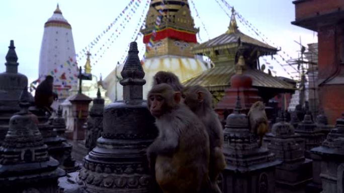 Swayambhunath或Monkey temple是尼泊尔加德满都小山顶上的古老宗教建筑