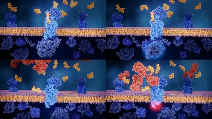 单克隆抗体 (红色) 用于阻断降钙素基因相关肽 (CGRP) 受体 (蓝色)。阻断CGRP受体可减少