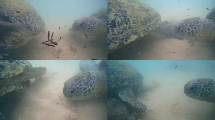 领土争端绿海龟 (Chelonia mydas) (特写)，印度洋，Hikkaduwa，斯里兰卡，南