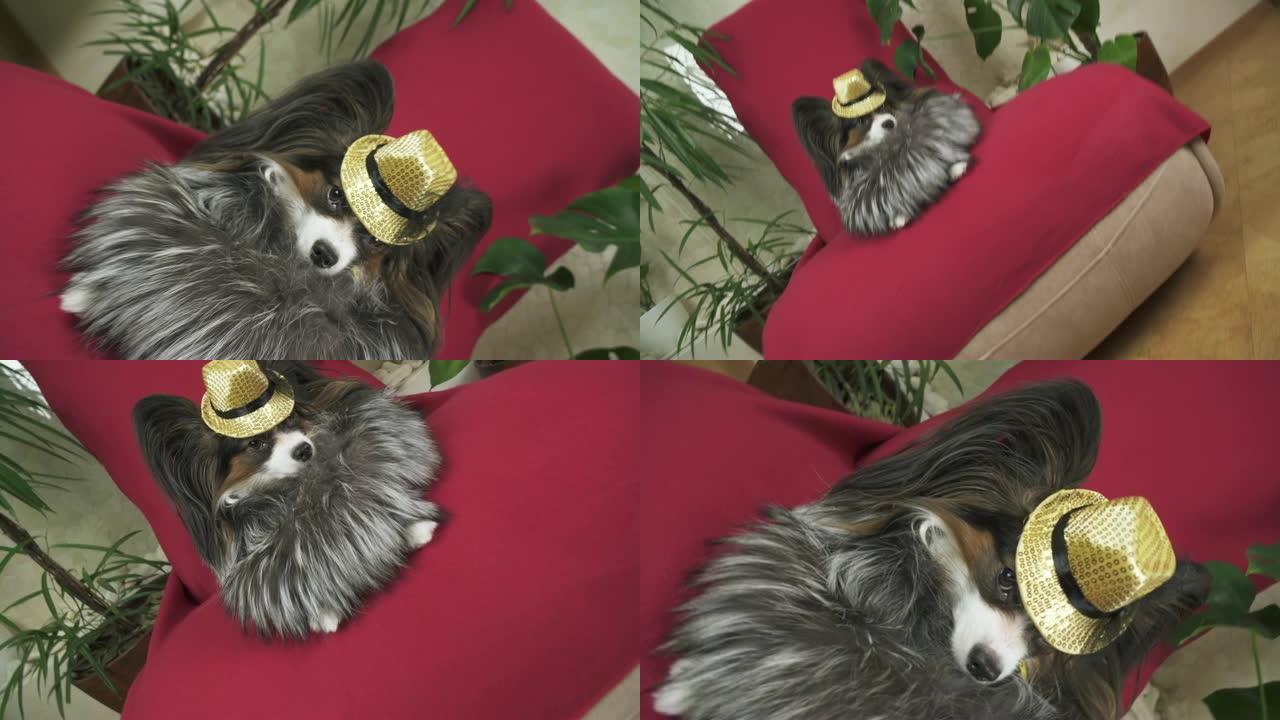 穿着漂亮西装的皮皮大衣和戴着蝴蝶的音乐会帽子的Papillon狗在剪辑素材视频中被移除