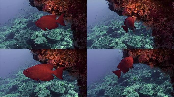 红海珊瑚礁常见的大眼鱼