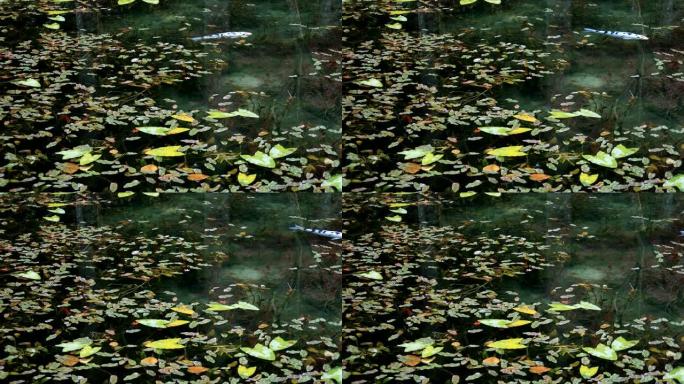 鲤鱼在日本岐阜美丽的绿色池塘秋天