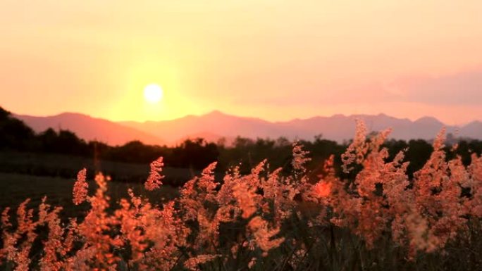 风和夕阳山背景上的草花