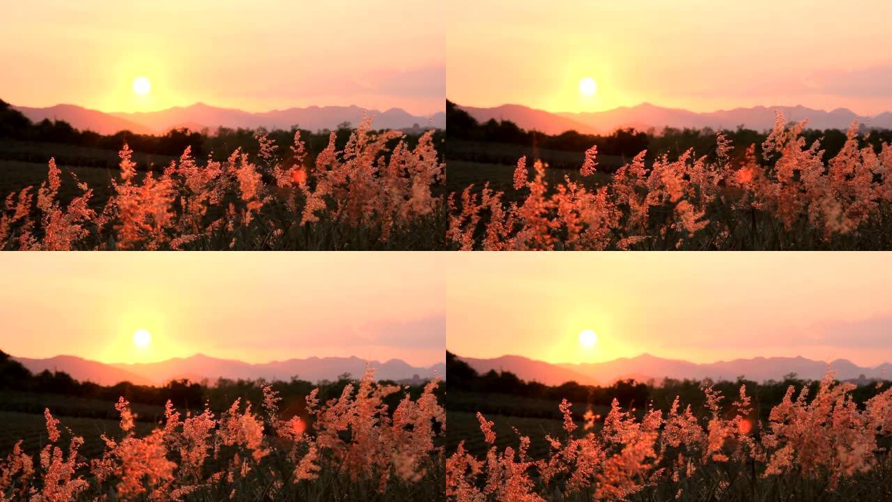 风和夕阳山背景上的草花