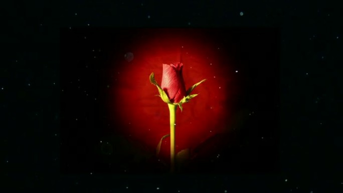 孤立的黑色爱情概念上的红玫瑰花朵