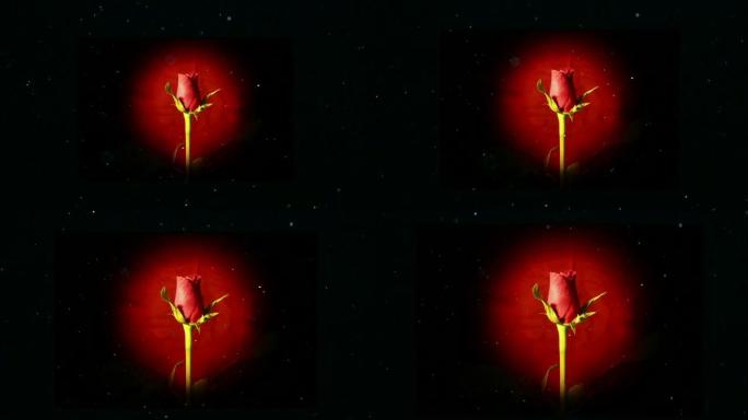孤立的黑色爱情概念上的红玫瑰花朵