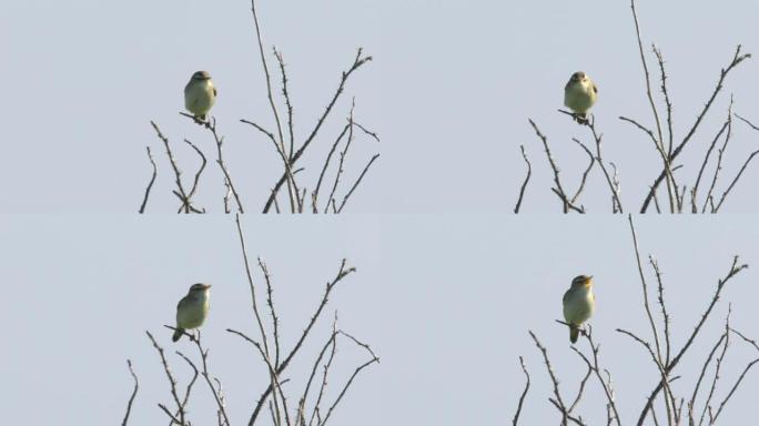 日本布希莺 (Horornis dipphone) 千岛群岛