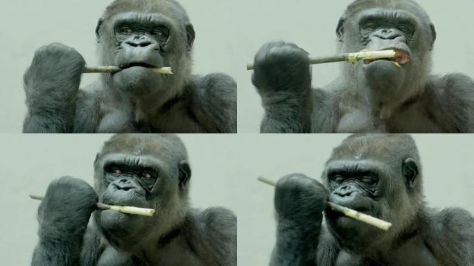大猩猩从棍子上吃树皮-特写