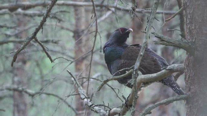 西部刺山柑 (Tetrao urogallus)