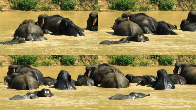 一群野生大象洗澡