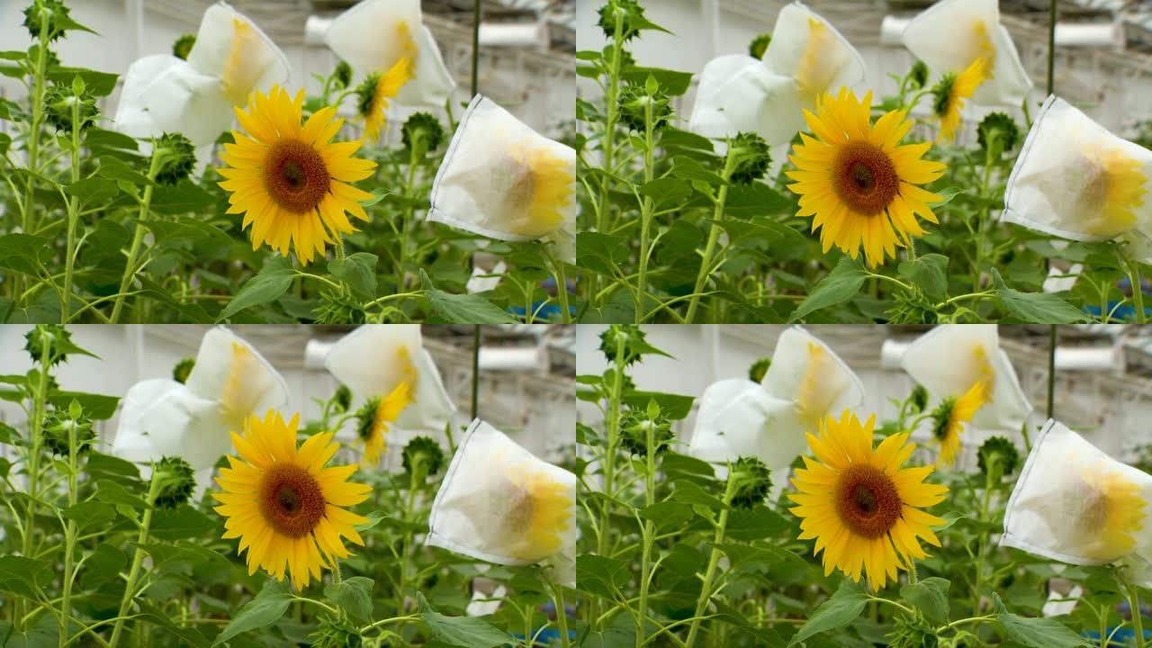 向日葵在研究实验室开花。抗扫帚的品种选育经验