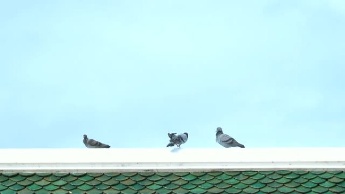 站在房子屋顶上的鸽子。