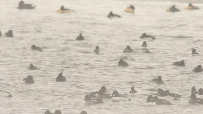 普通秋沙鸭 (Mergus merganser) 和普通黄金眼 (Bucephala clangul