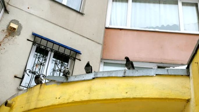 一群野鸽坐在金属突起的屋顶上。