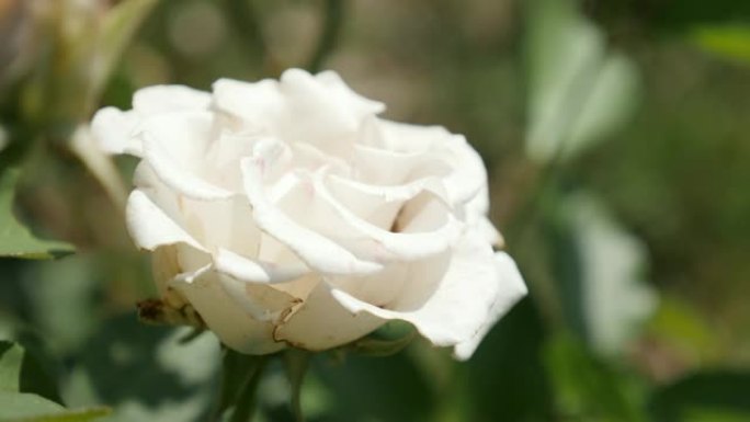 白色玫瑰花蕾自然和植物在花园特写4K 2160 30fps超高清镜头-植被蔷薇科科罗莎种花美丽的植物