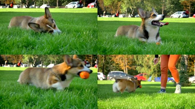 corgy狗咀嚼小球并在绿色公园背景下奔跑的特写肖像。