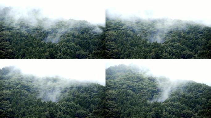 森林上空的雾和风